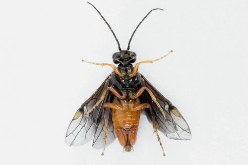 Réf. 223 196 : Nematinus fuscipennis